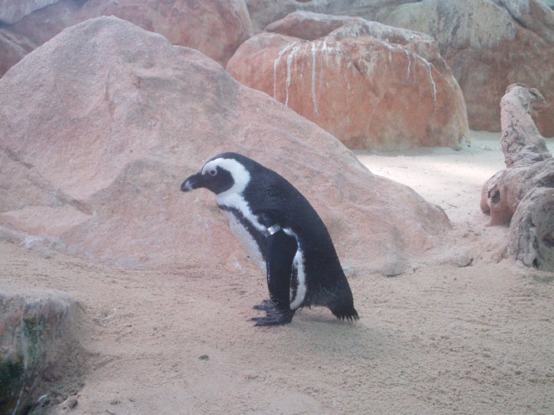 KeHa_in_South_Africa - 077